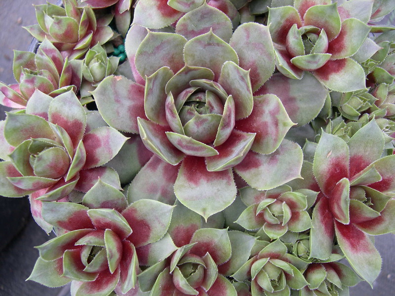 Sempervivum 'Pluto'