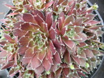 Sempervivum 'Precious'