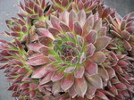 Sempervivum 'Pruhonice'