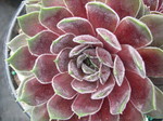 Sempervivum 'Purdy's 40-1'