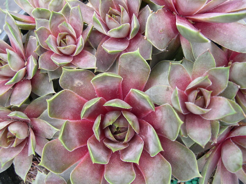 Sempervivum 'Purple Passion'