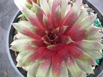 Sempervivum 'Purple Ruby'