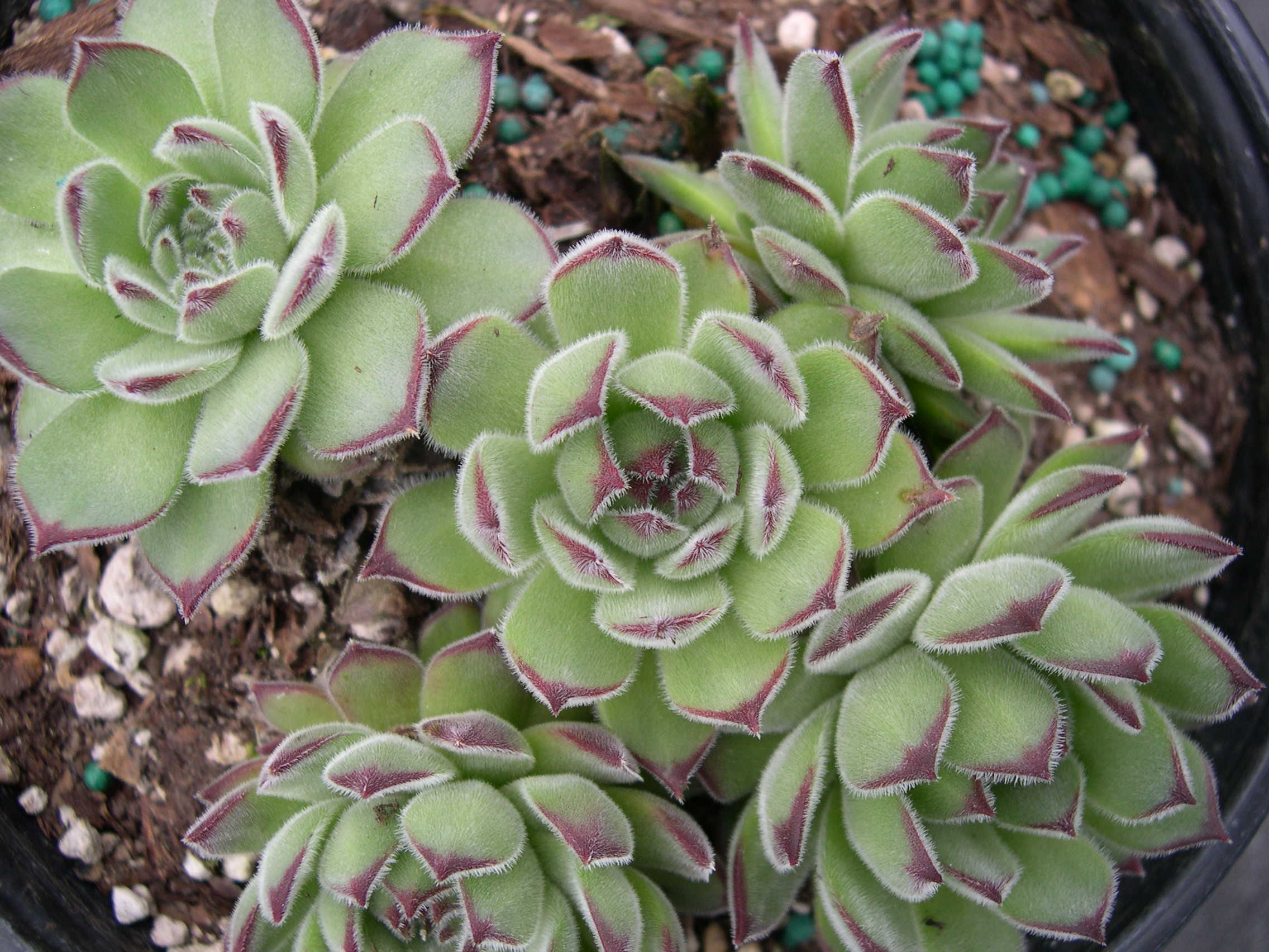 Sempervivum 'Pyrenaicum'
