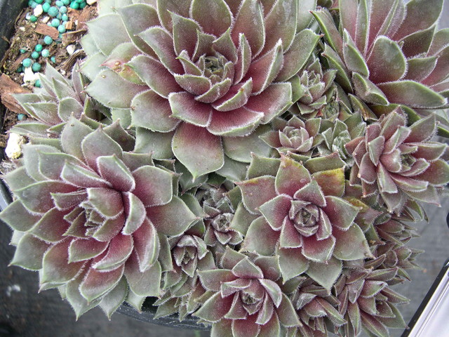 Sempervivum 'Racy'