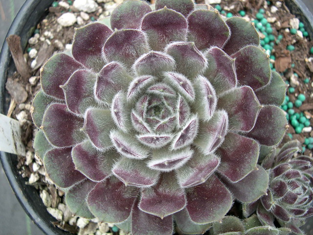 Sempervivum 'Raspberry Ice'