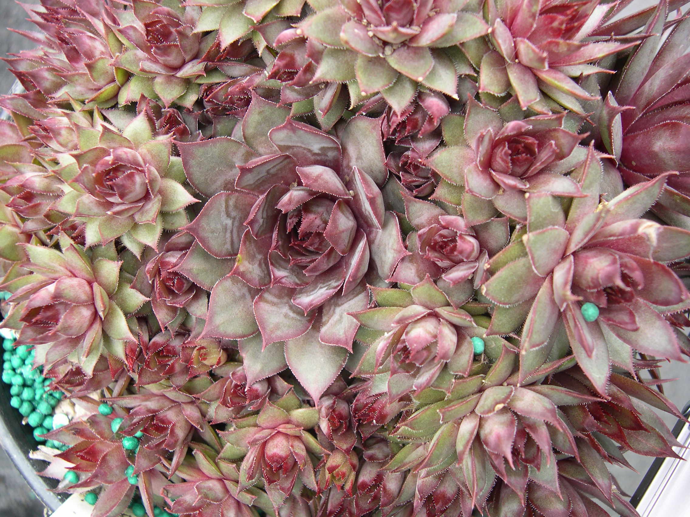 Sempervivum 'Red Beauty'