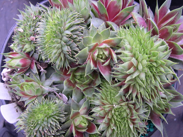 Sempervivum 'Red Flush' (1)