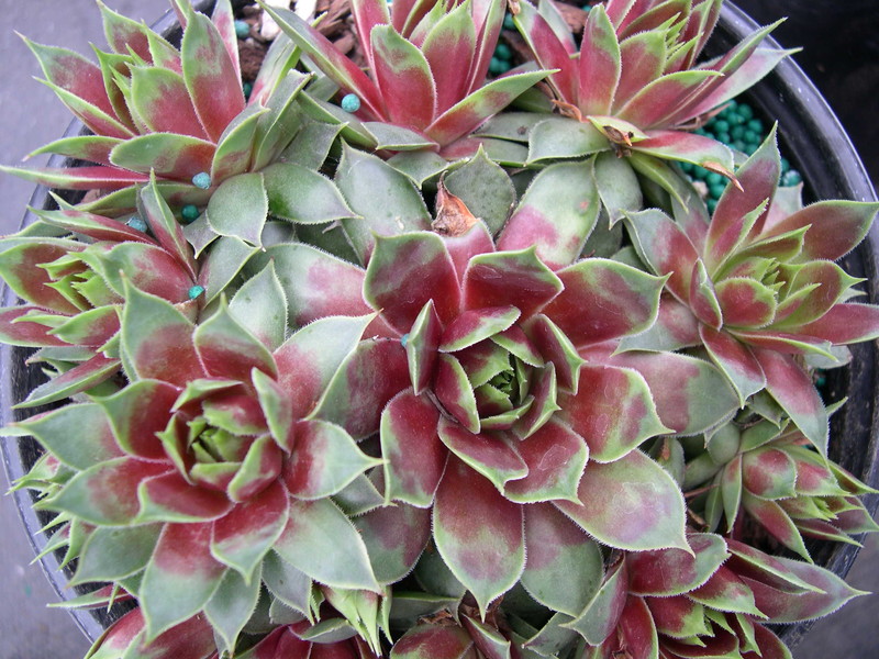 Sempervivum 'Red Flush' (2)