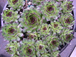 Sempervivum 'Reinhard'