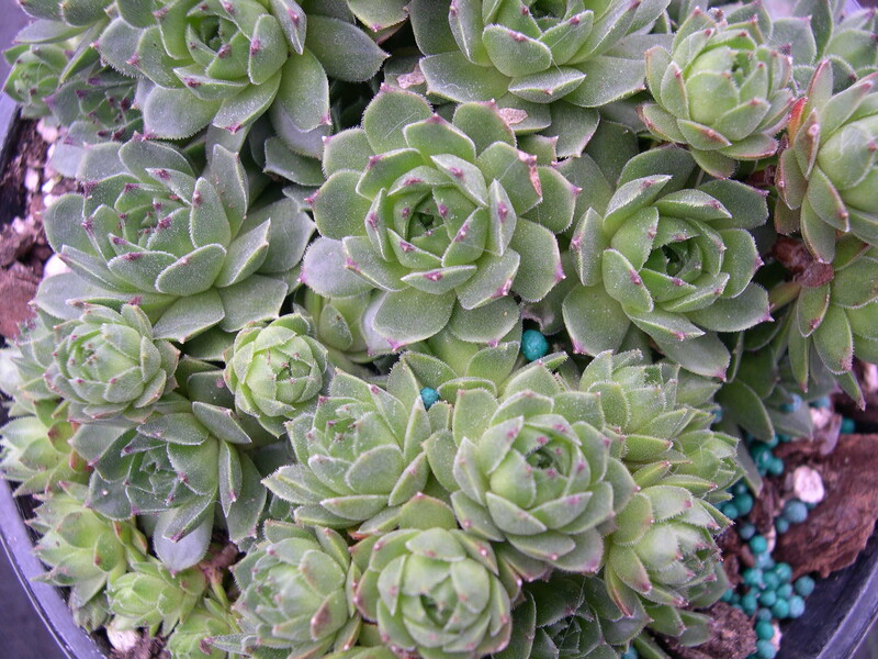 Sempervivum 'Ricos 'd Urbion'