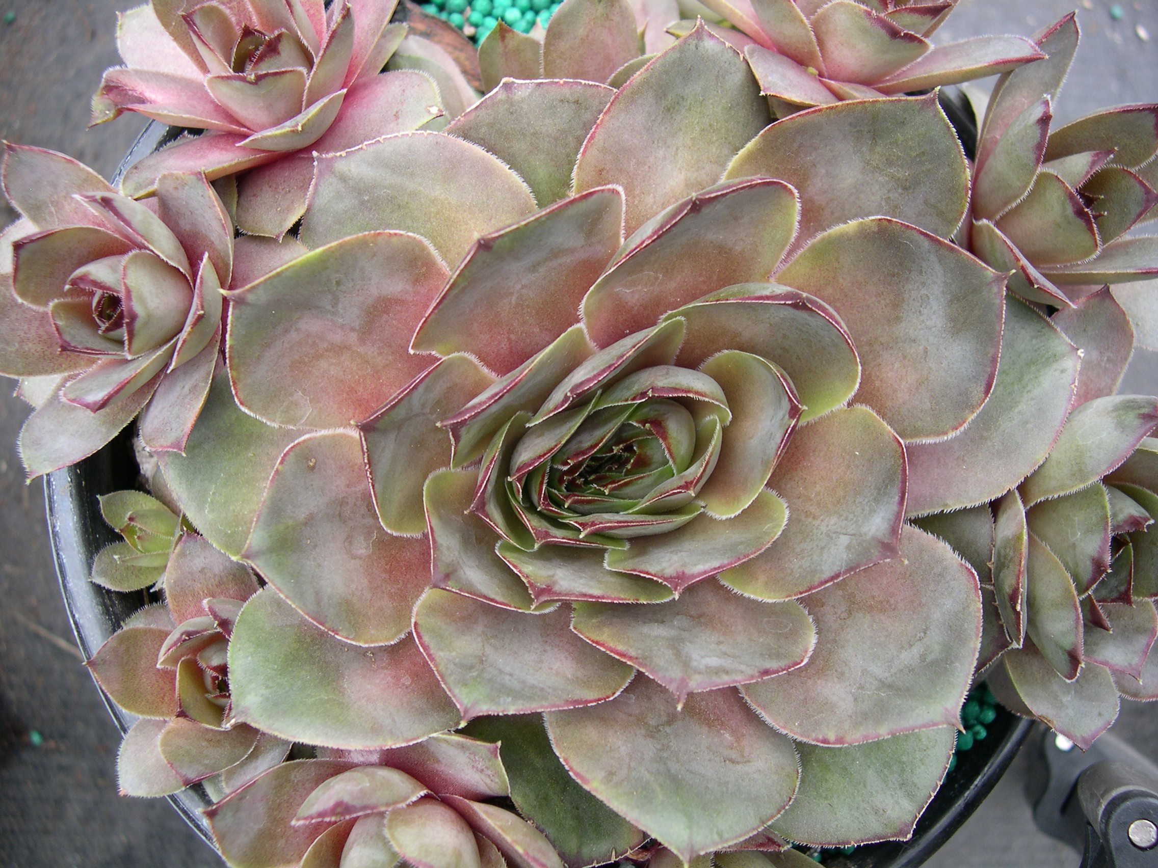 Sempervivum 'Rita Jane'