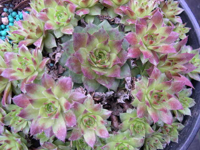 Sempervivum 'Rogin'