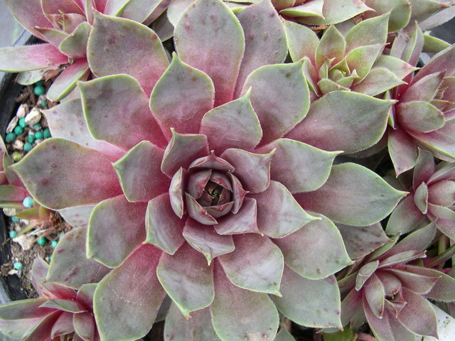 Sempervivum 'Rose Queen'