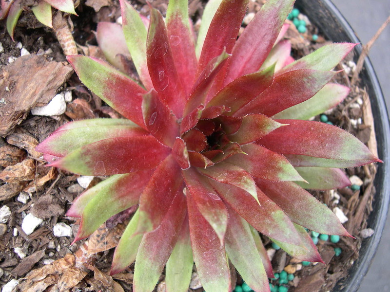 Sempervivum 'Royal Ruby'