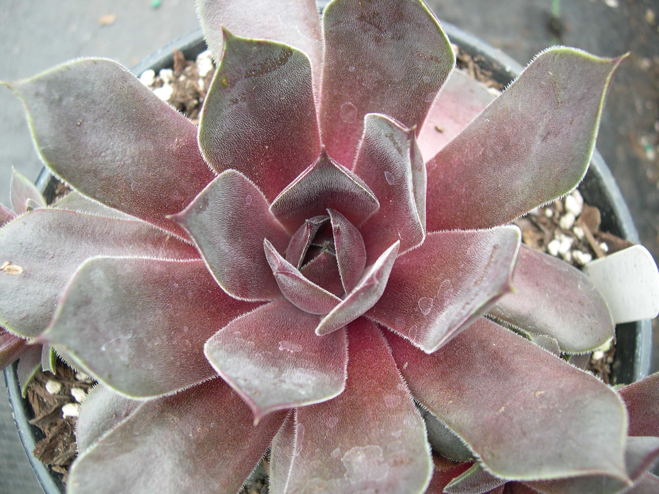 Sempervivum 'Rubra Ash'