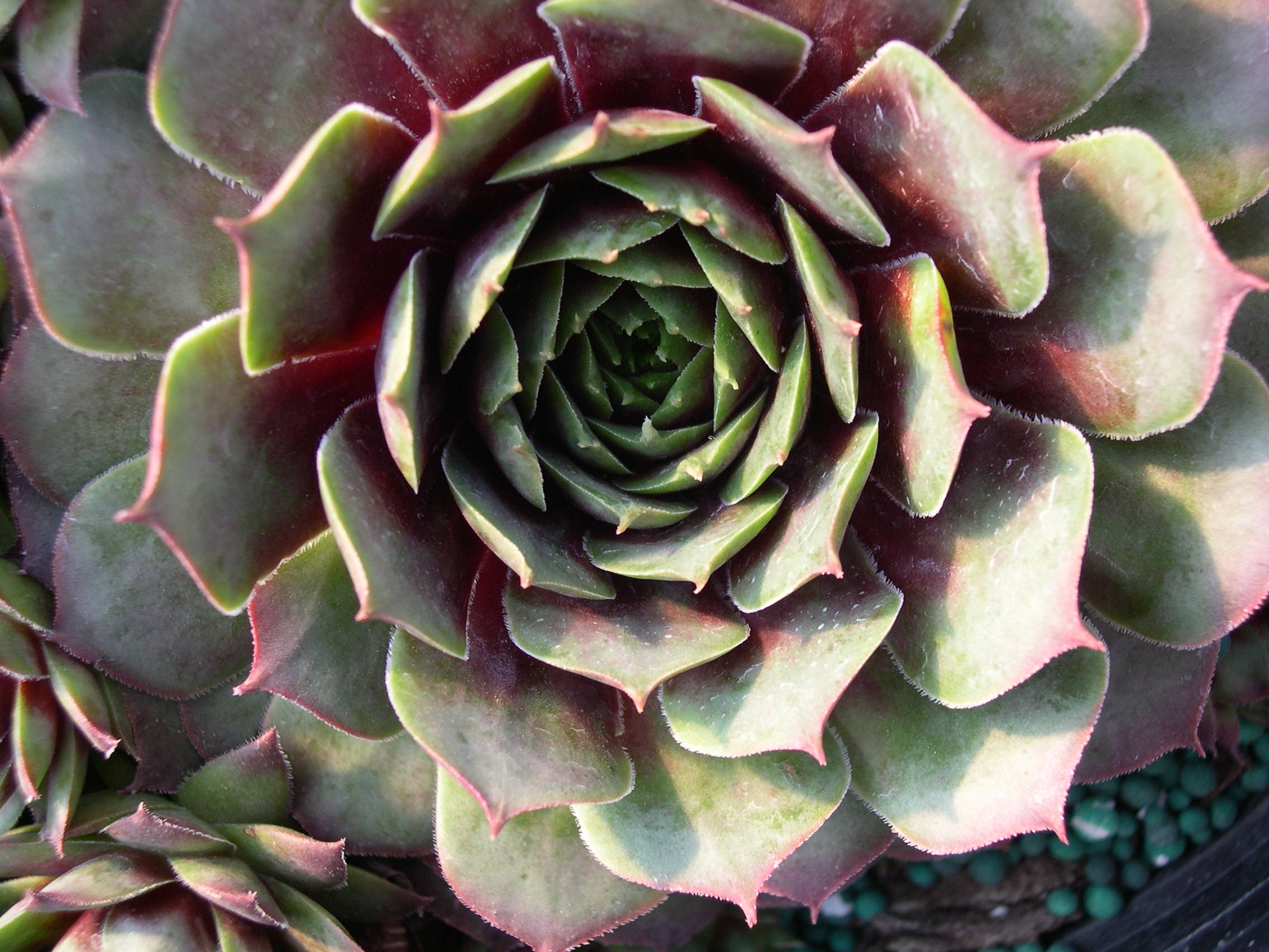 Sempervivum 'Rubra Ray'