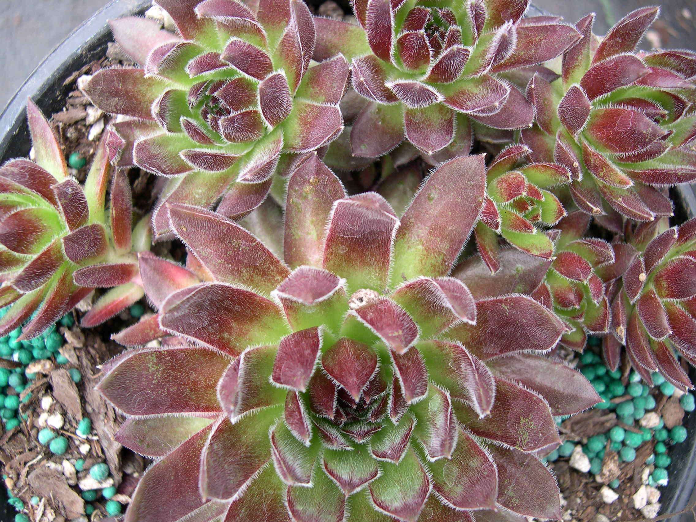 Sempervivum 'Rubrum Borsch'