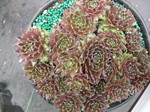 Sempervivum 'Ruby'