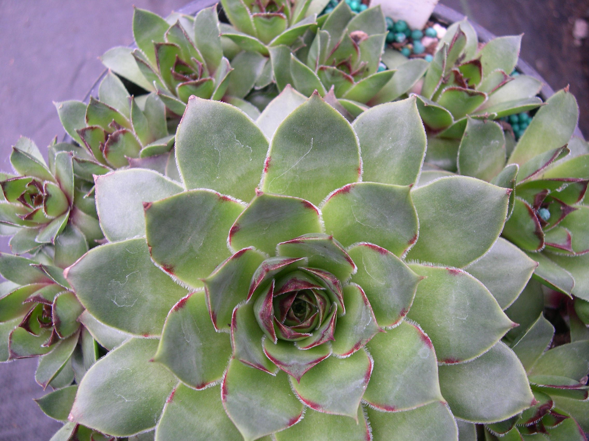 Sempervivum 'Rupicolum'