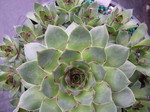 Sempervivum 'Rupicolum'