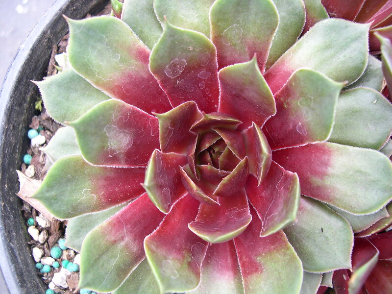 Sempervivum 'Saga'