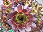 Sempervivums (S-Z)