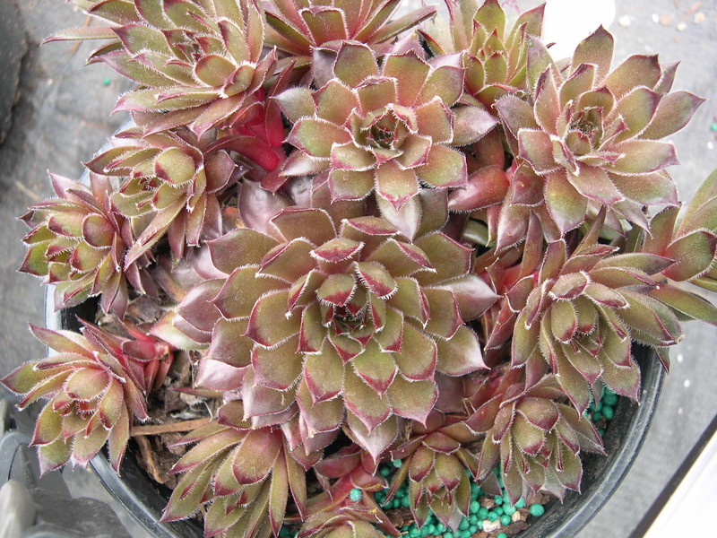 Sempervivum 'Sanford Hybrid'