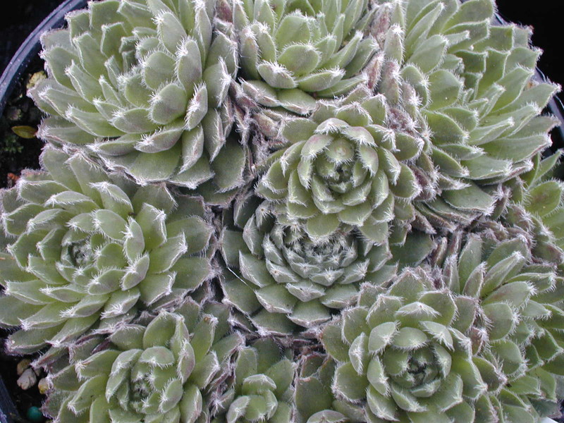 Sempervivum 'Shirleys Joy'