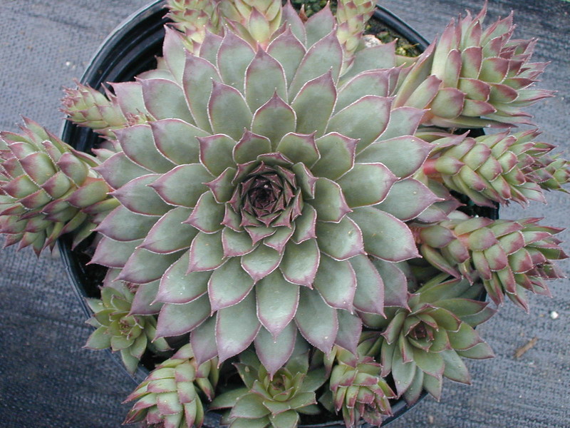 Sempervivum 'Silver Spring' (1)