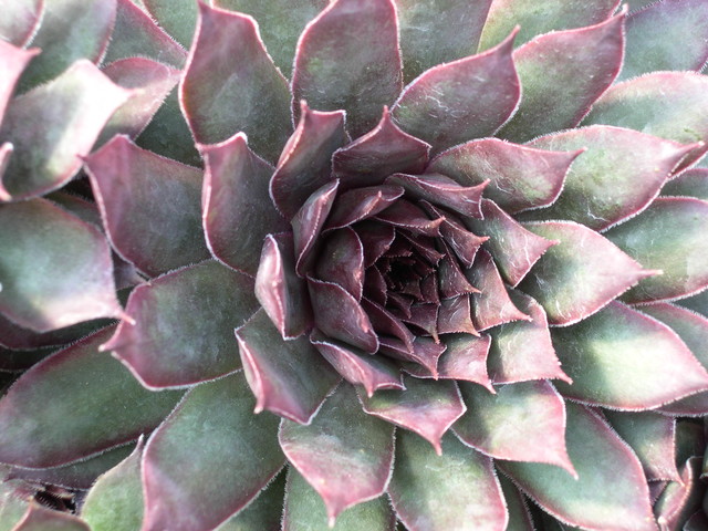 Sempervivum 'Silver Spring' (2)