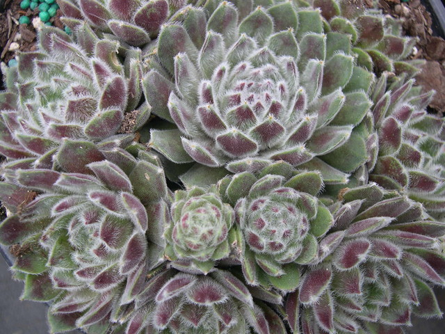 Sempervivum 'Silver Thaw'