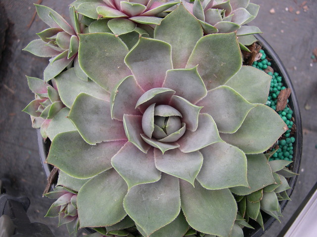 Sempervivum 'Silverine' (1)