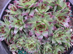 Sempervivum 'Sir William Lawrence'