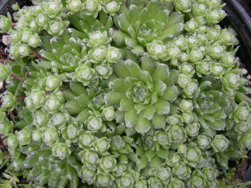 Sempervivum 'Speciosum'