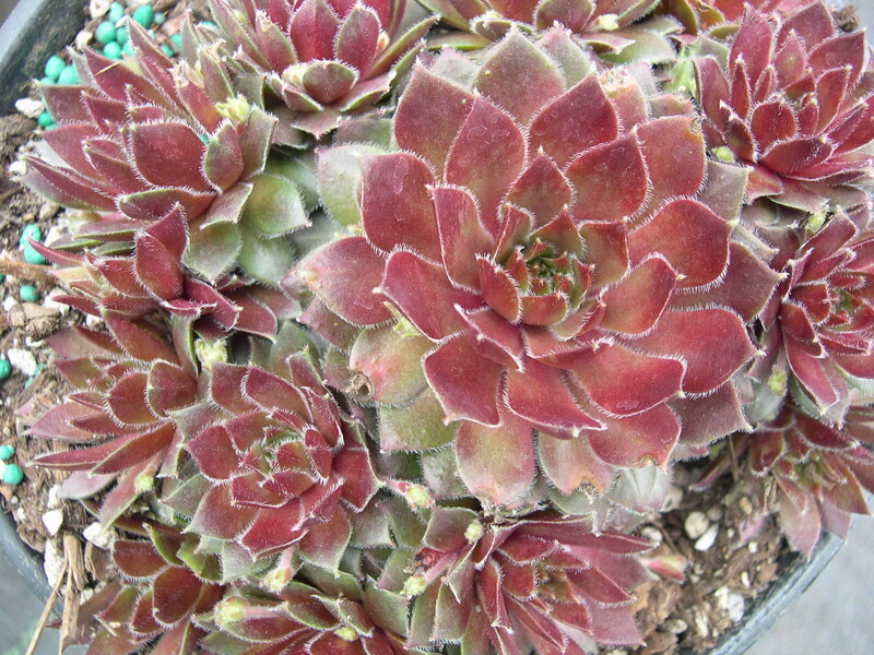 Sempervivum 'Spherette'