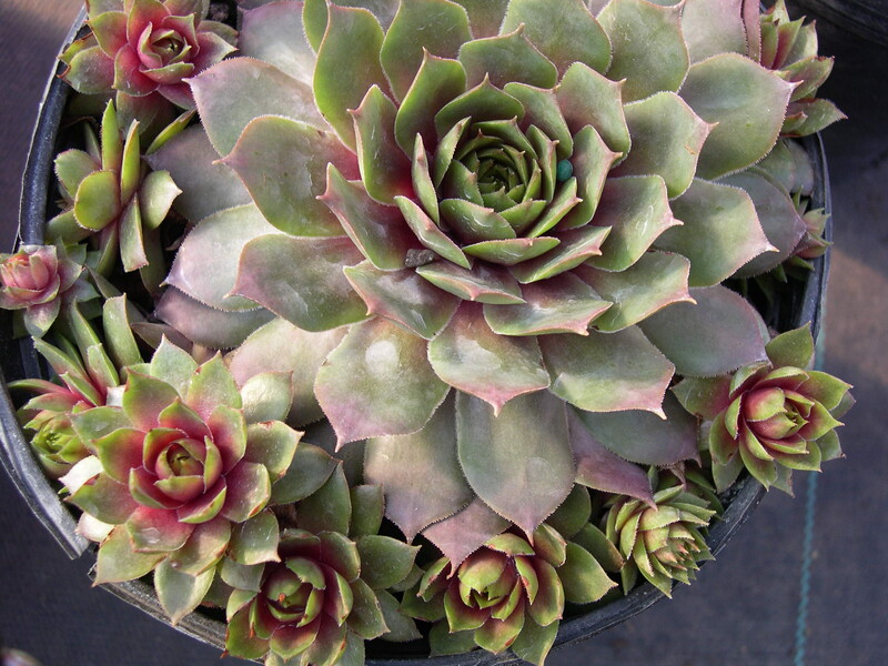 Sempervivum 'Starshine'