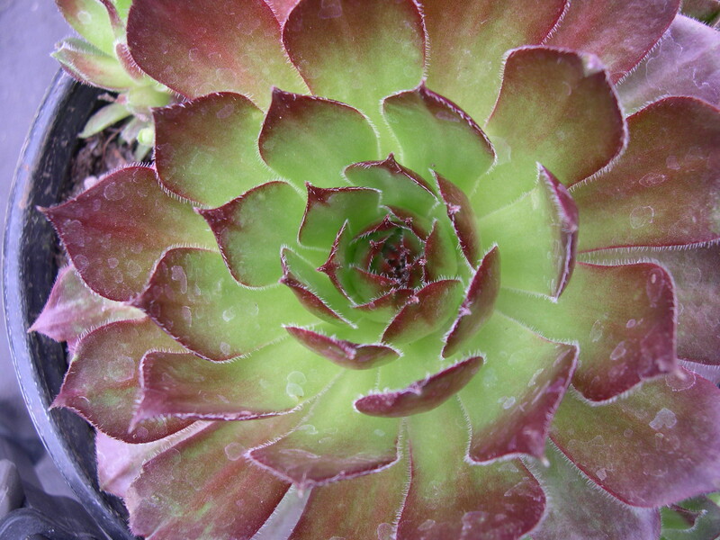 Sempervivum 'Strawberry Fields'