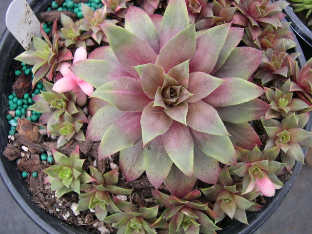 Sempervivum 'Streaker'