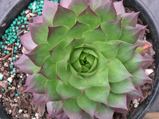 Sempervivum 'Sunset'