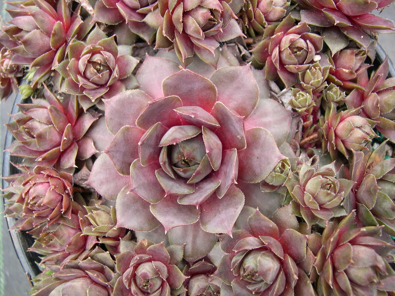 Sempervivum 'Topaz'