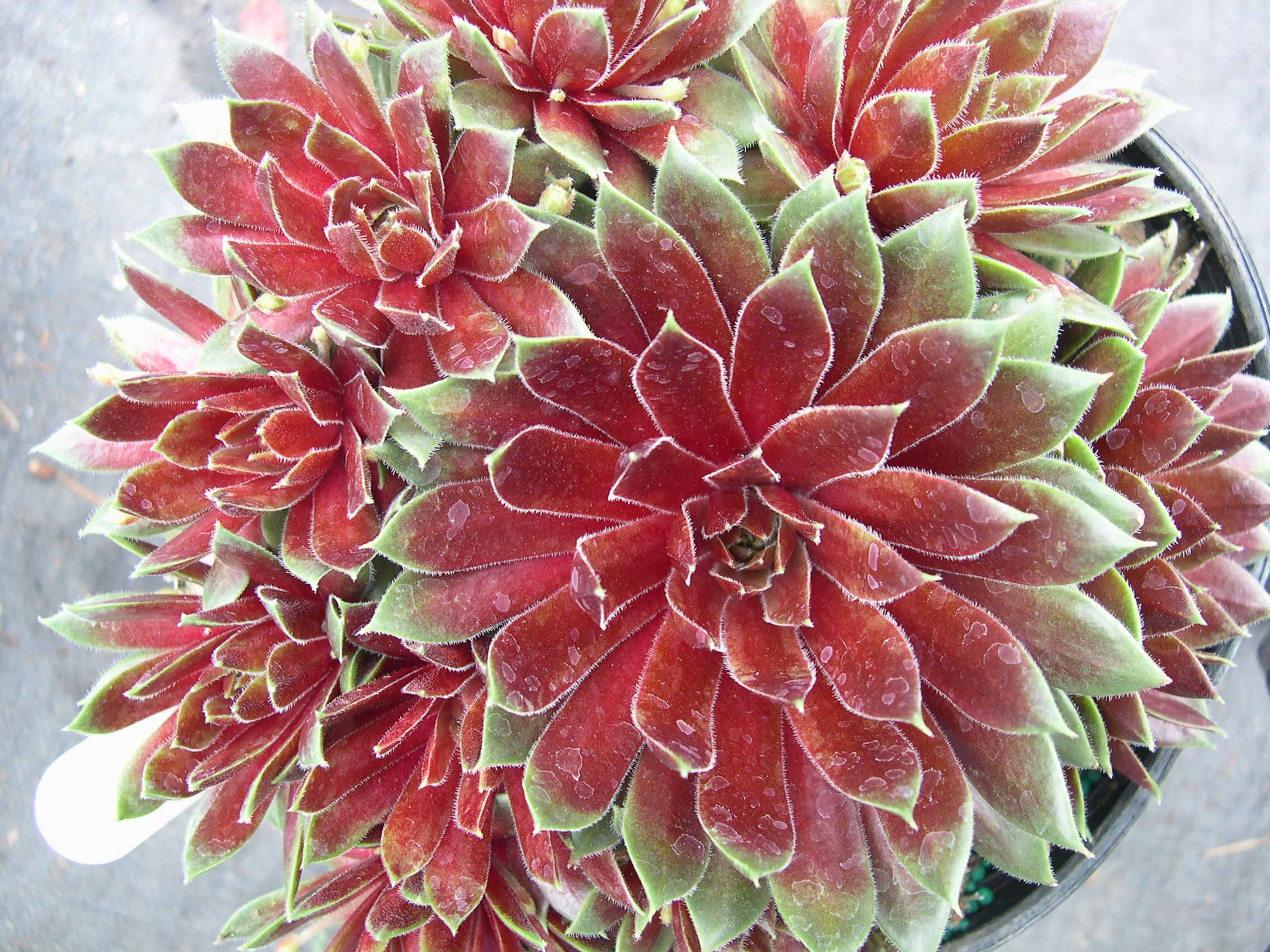 Sempervivum 'Tordeur's Memory'