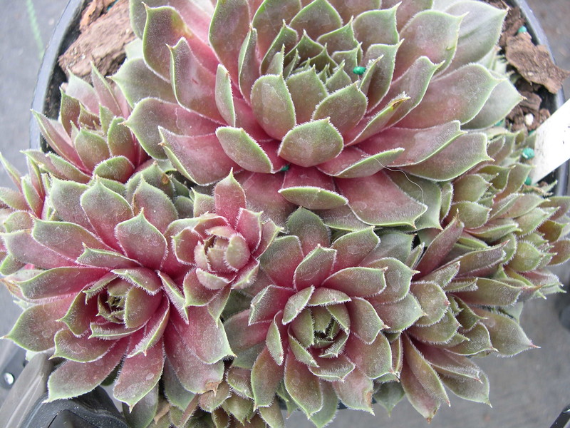 Sempervivum 'Tracy Sue'