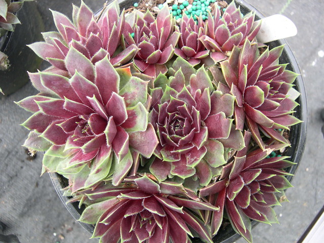 Sempervivum 'Trazo'