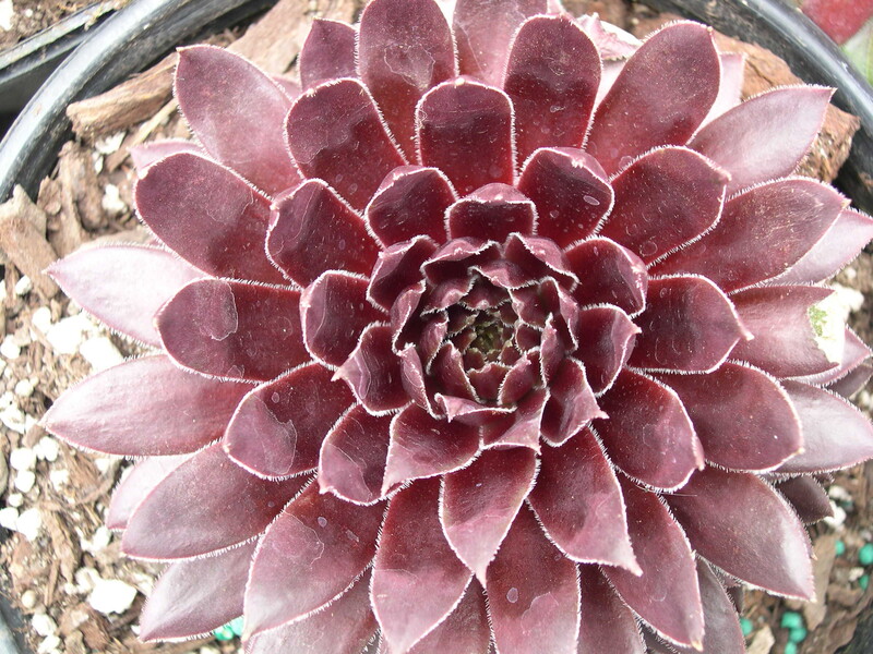 Sempervivum 'Treebeard'