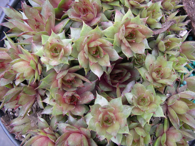 Sempervivum 'Triste'