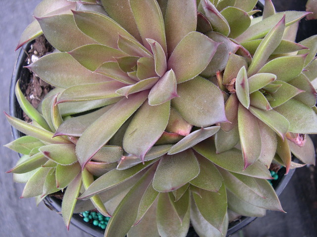 Sempervivum virgil ford #6