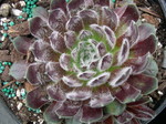 Sempervivum 'Velonovsky'