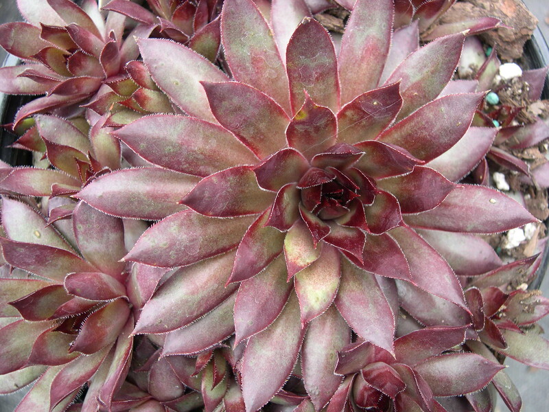 Sempervivum 'Viking'