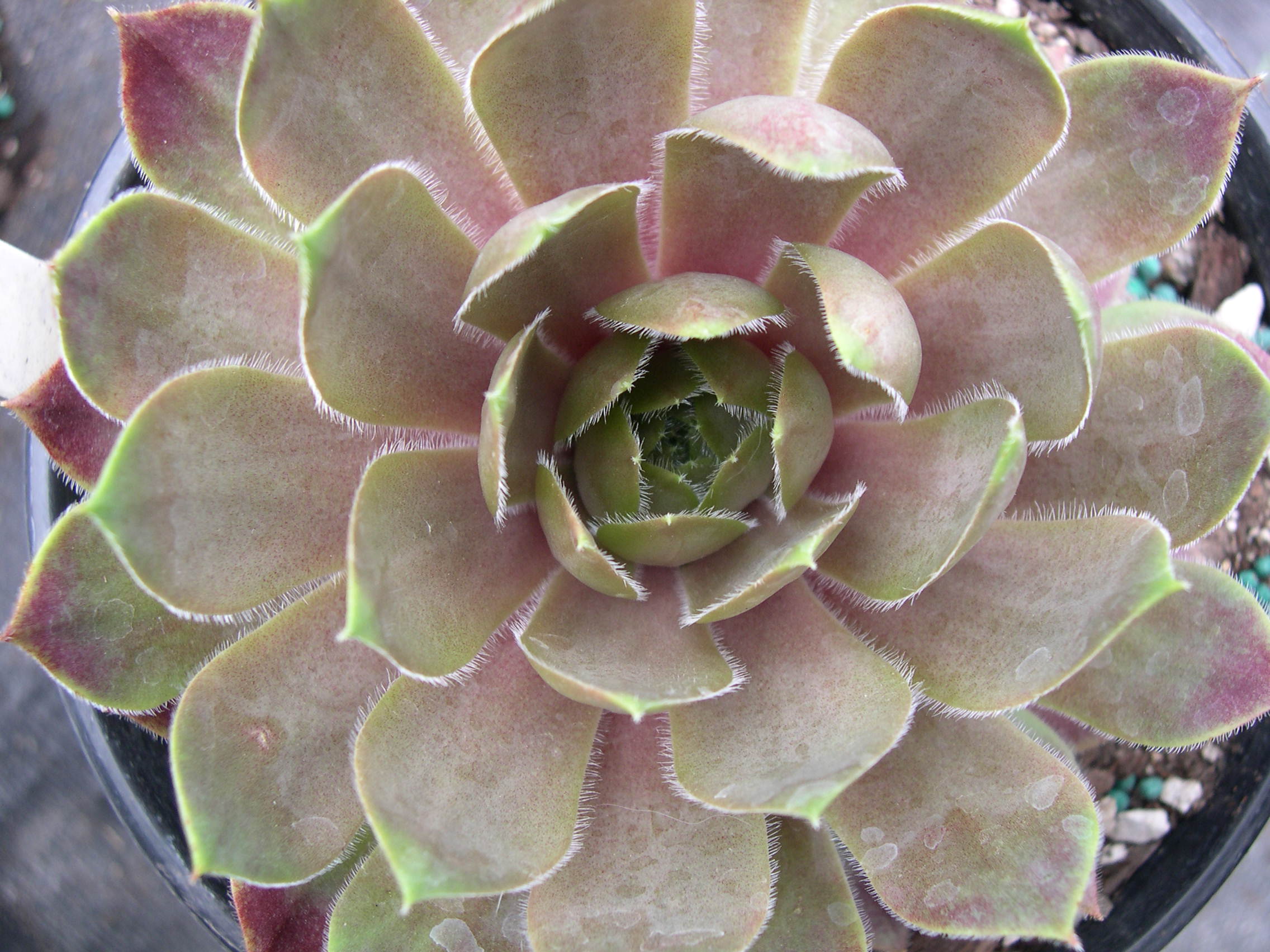 Sempervivum 'Violet Queen' (1)