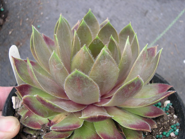 Sempervivum 'Violet Queen' (2)